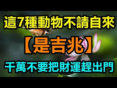 象徵財富的動物|中國代表財富的動物除了這些還有豬？